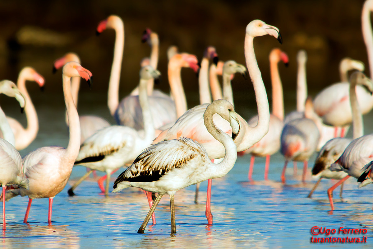Fenicotteri nel Tarantino !